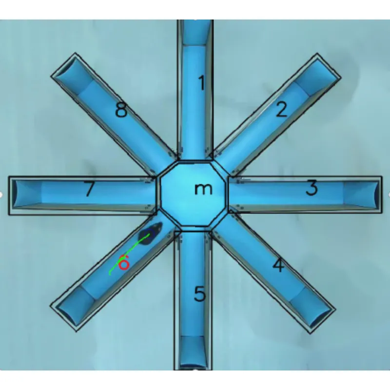 Labirinto del braccio radiale